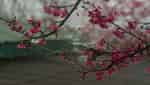 ムオンパンの桜園。-4