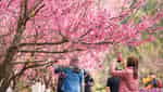 ムオンパンの桜園。-1