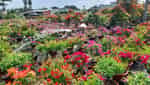 Làng hoa giấy Phú Sơn-4