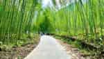 蒲楼竹林。