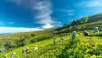 嘉义茶山-2