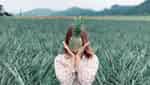 新福菠萝田-3