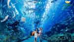芽庄珍珠岛水族馆-8