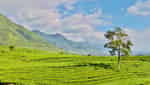 新渊茶山。