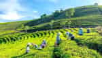 Cau Dat 茶山-4