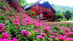 バクハの花の谷