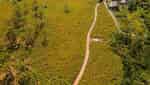 Root Flower Field-3