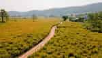 Root Flower Field-4
