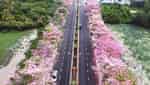 粉红喇叭路-3