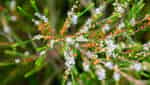 Root Flower Field-6