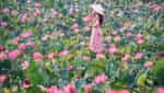 Tra Ly lotus pond-4