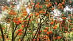 홍라이붕 귤밭-3