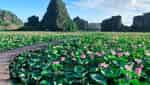 Tra Ly lotus pond-6
