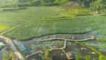 Tra Ly lotus pond-7