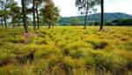 Root Flower Field-1