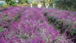 バクハの花の谷-4