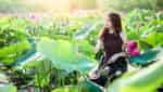 Tra Ly lotus pond-1