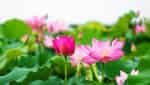 Tra Ly lotus pond-9