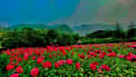 バクハの花の谷-5