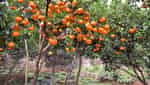 홍라이붕 귤밭-4