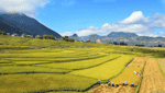 Tam Duong terraced fields-4