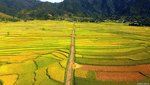 Tam Duong terraced fields