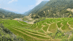 Tam Duong terraced fields-6