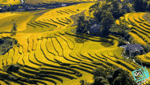 Tam Duong terraced fields-7