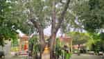 Chùa Linh Sơn Củ Chi