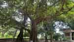 Uncle Ho's banyan tree planted in Tien Hoi