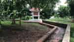 Uncle Ho's banyan tree planted in Tien Hoi