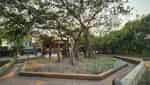 Uncle Ho's banyan tree planted in Tien Hoi