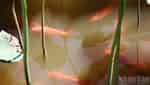 大安コミュニティ観光-1