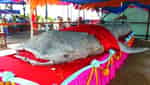 Hội Nghinh Cá Ông-2