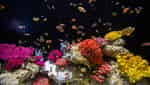 Lotte World Hanoi Aquarium-3
