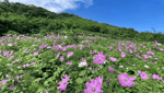 Xom Mung 花山-4