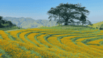 Xom Mung 花山