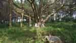 Uncle Ho's banyan tree planted in Tien Hoi