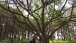Uncle Ho's banyan tree planted in Tien Hoi