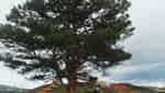 Hồ Đan Kia-8