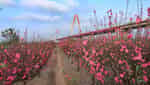 Nhat Tan tourist area-2