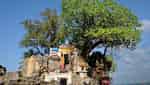 Dinh Cau Festival - Festival of praying for a good harvest of Phu Quoc people-5