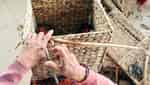 Làng nghề đan lục bình Ngãi Tứ-7