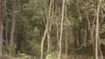 Kien An Forest revolutionary base