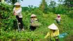 Làng nghề Sinh Dược-3