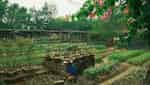 5Ku Farm-6