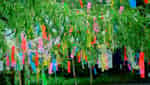 Lễ hội Tanabata-7