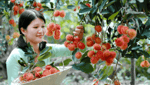 Khu Du Lịch Sinh Thái Vườn Trái Cây Trung An-3