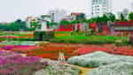 Nhat Tan tourist area-4