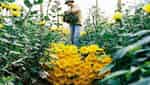 Ha Lung Flower Village-10
